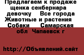 Предлагаем к продаже щенка сенбернара - девочку. - Все города Животные и растения » Собаки   . Самарская обл.,Чапаевск г.